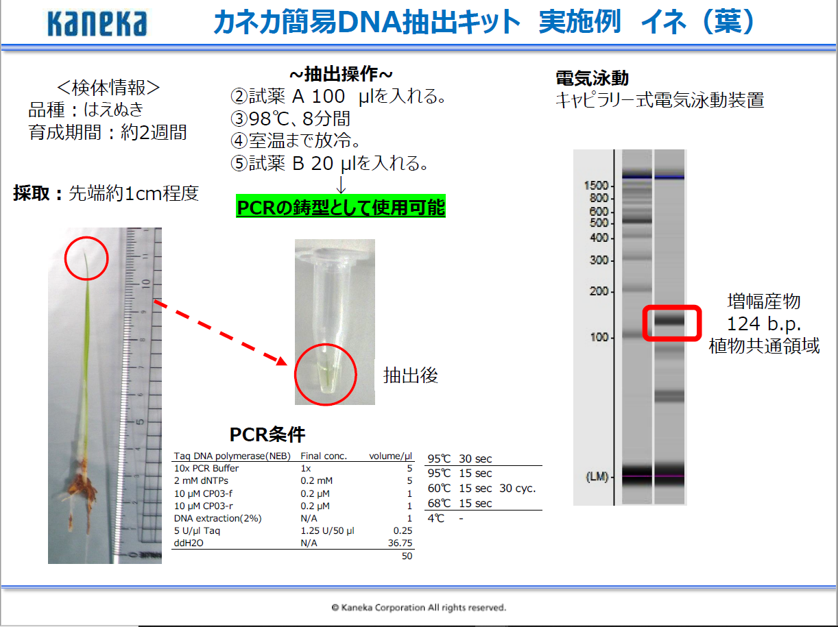 カネカ簡易DNA抽出キット　カネカ簡易DNA抽出　簡易DNA抽出　カネカ　クルード　ゲノムDNA　DNA抽出　簡易　PCR リアルタイムPCR